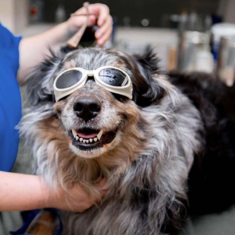  Dog receiving cold laser therapy 