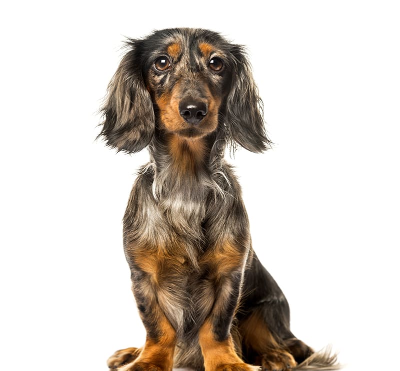 Dog Vaccine Plan, Cinder Rock Veterinary Clinic